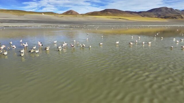 Flamingos wading in Laguna Grande's tranquil waters