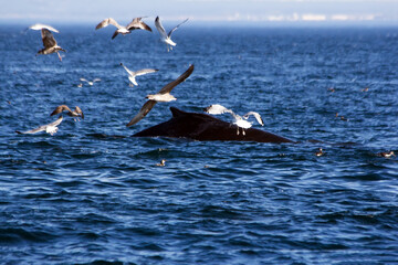 Gulls Fishing with Humpback Whale