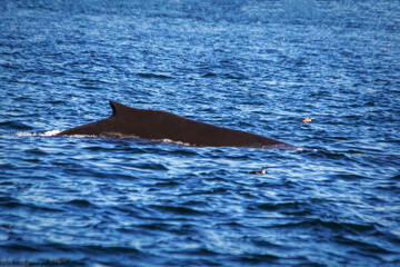 Humpback Profile