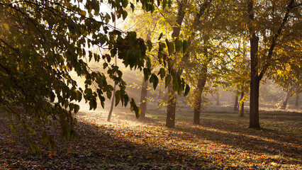Morning mystical light through the trees