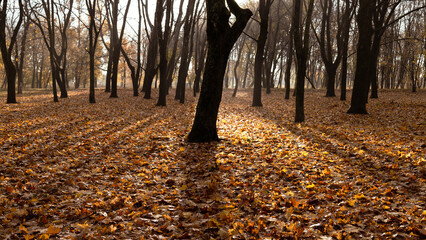 Morning mystical light through the trees