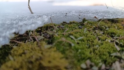 grass in snow