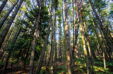 Afternoon Light in Woods