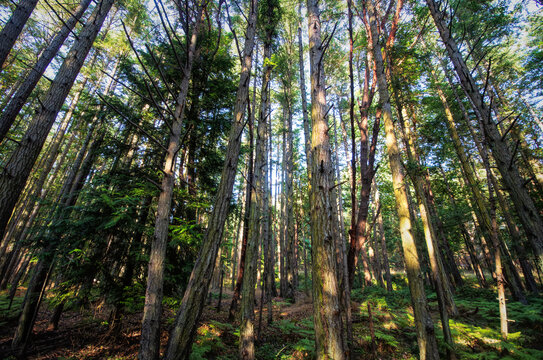 Afternoon Light in Woods