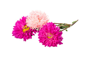 pink chrysanthemum flowers
