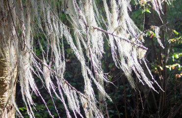 old man's beard moss