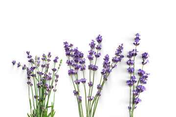lavender isolated on white background