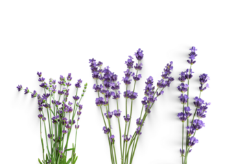 lavender isolated on white background