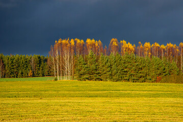 Golden autumn birch trees with green pines under a dark dramatic sky over a sunlit meadow in late afternoon light.
