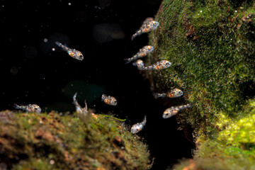 Kribensis Tropical fish With Fry Pelvicachromis pulcher