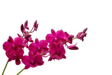 pink orchid isolated on white