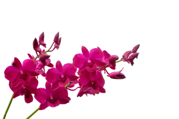 Fototapete Rund Orchidee pink orchid isolated on white  © thanapaht