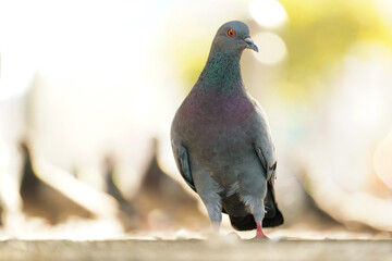 Pigeon in the park, grey bird with iridescent feathers standing in sunlight