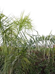 Tropical Palm Leaves Against Bright Sky &ndash; Natural Green Foliage Background
