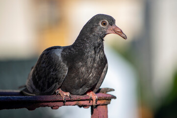 Pigeon semblant malade