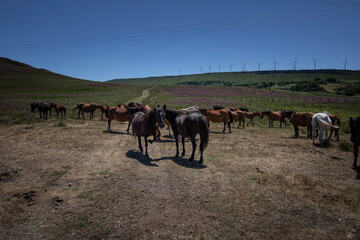A herd of horses grazes on a Cantabrian mountain below a wind farm