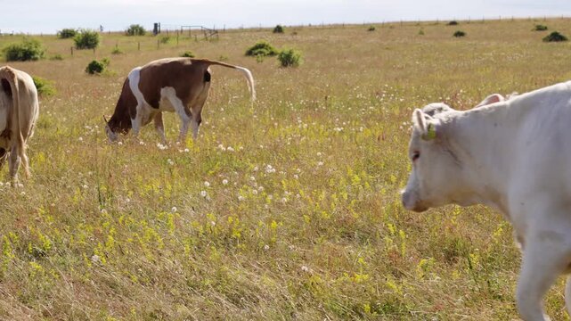 Herd of free range cattle grazing peacefully in a large, sunlit meadow during a summer day. The white Charolais cow walks across the field, showcasing a serene rural farming scene