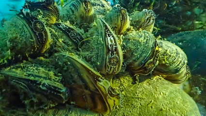 Colony of zebra mussels (Dreissena polymorpha) attached to a rock underwater, showing dense...