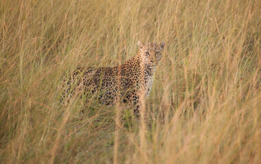 Leopard in the grass turns and looks at the camera in the tall golden grass of Africa