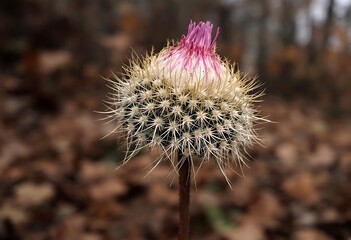 thistle in bloom