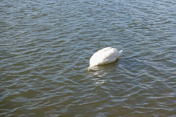 White Swan Dabbling With Head Under Water. 