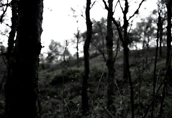 silhouette of a tree in autumn