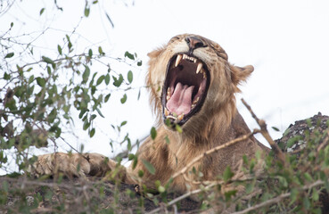 Roaring lion with white background showing off impressively sharp teeth in this unique photo © DaiMar
