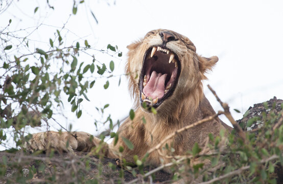 Roaring lion with white background showing off impressively sharp teeth in this unique photo