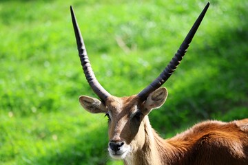 Portrait of a Moor Kob with Majestic Horns