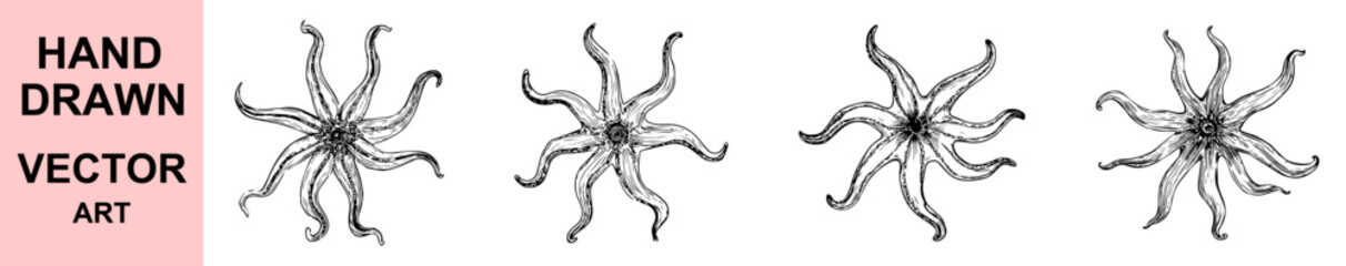 Hand drawn octopus vector illustration, vintage sea creature sketch design, marine animal artwork, black ink detailed ocean tentacle creature, underwater aquatic drawing