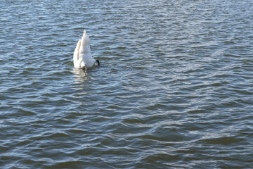 White Swan Dabbling With Head Under Water. 