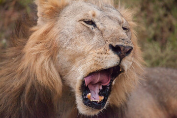 Roaring lion in Africa