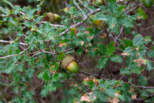 Mediterranean Kermes Oak Bush with Green Leaves