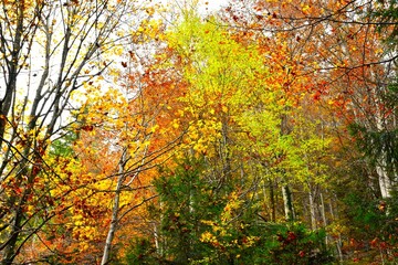 Colorful yellow and red autumn foliage in a temperate, deciduous, broadleaf forest with a green conifer spruce tree
