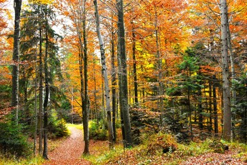 Mixed conifer and broadleaf forest in orange autumn color