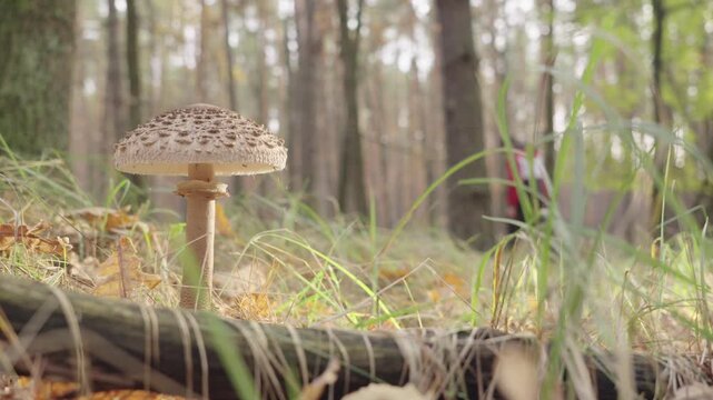 Parasol mushroom or Macrolepiota Procera in the forest