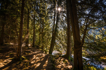 Rundweg Wanderweg um den See Kleiner Arber See im Herbst, Bayern, Deutschland