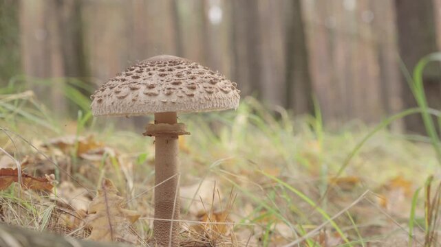 Dolly shot. Parasol mushroom or Macrolepiota Procera in the forest