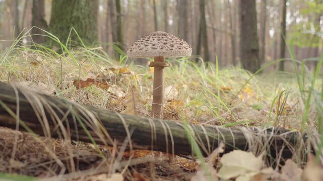 Dolly shot. Parasol mushroom or Macrolepiota Procera in the forest