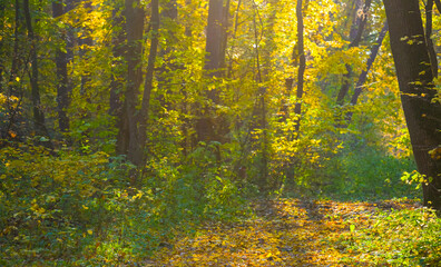 ground road among forest glade covered by red dry leaves,  beautiful autumn  forest scene