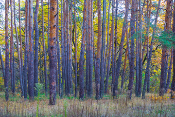 beautiful autumn forest glade covered by red dry leaves, seasonal natural landscape