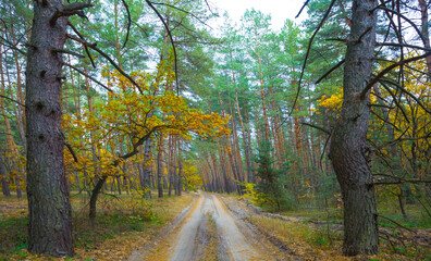 ground road among forest glade covered by red dry leaves,  beautiful autumn  forest scene