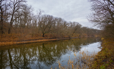 Obraz premium calm river with forest in red dry leaves on the coast, quiet outdoor autumn landscape