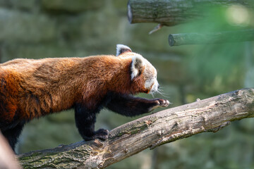 Fototapeta premium Candid Red Panda Peeking Through Lush Green Foliage