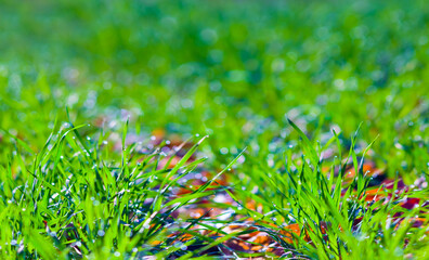 closeup green grass in water  drop among the field