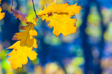 closeup red dry oak tree branch in the autumn forest