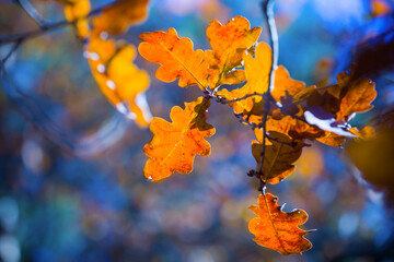closeup red dry oak tree branch in the autumn forest