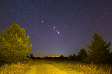 Orion constellation on night sky above fir tree forest glade