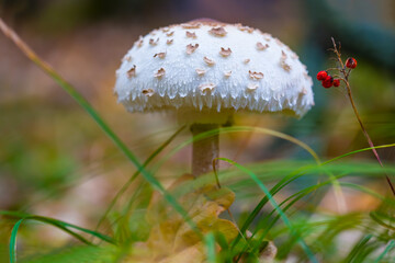 closeup Parasol mushroom on the forest glade among green grass