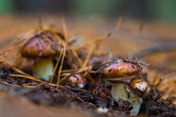 closeup heap of Suillus mushroom growth on the forest glade, wild mushroom background